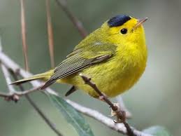 Yellow Birds Of Southern Arizona Wilson S Warbler Birds Backyard Birds Ornithology