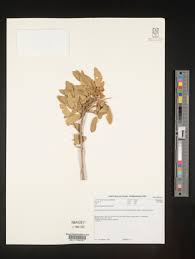 Image result for Boscia matabelensis