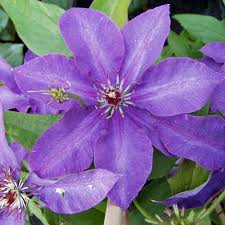 We did not find results for: Clematis The President Native Plants