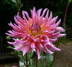 Kõik abestock 8 felina conturelle 6 filodoro 12 gisela 1 gortex 1 linette 206 rosme 292 swegmark 11 zetex 5. Dahlia Lynette In The Dahlias Database Garden Org