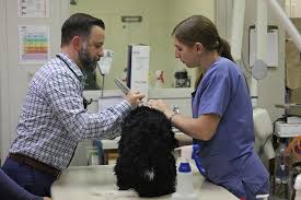 Petcare hospital & wellness center. Mill Valley News Mill Creek Animal Hospital Provides Award Winning Veterinary Care