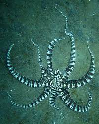 Mimic Octopus Facts For Kids Mimic Octopus Octopus Facts Octopus