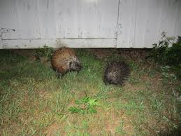 Blog - SCHMITZ LAB AT YALE