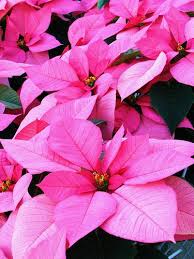 Pink Poinsettias 3 Pink Christmas Pink Xmas Beautiful Flowers