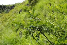 Image result for Sophora velutina