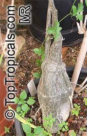 Image result for Kedrostis nana