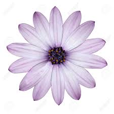 Beautiful Light Purple Daisy Blossoming Osteospermum Flower Purple Flowers Wallpaper White Flower Pictures Purple Daisy