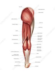Skeletal, or voluntary, muscles are the muscles you can control. Posterior Muscles Of The Human Body Illustration Labelled Search Science Photo Library