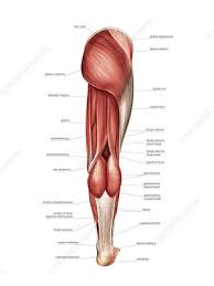 It is a type of skeletal muscle found in tympanic cavity of middle ear. Posterior Muscles Of The Human Body Illustration Labelled Search Science Photo Library