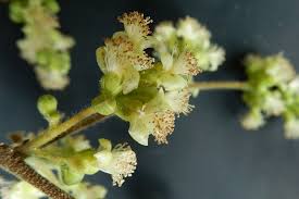 Image result for Tetracera boiviniana