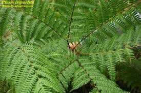Image result for Pteris tripartita