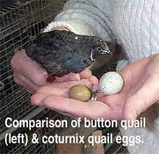Comparison Of Button Quail And Coturnix Quail Eggs Button Egg On Left Button Quail Raising Quail Quail