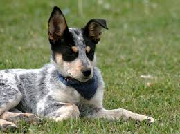 Wir waren am strand auf fehmarn und haben mit unseren crankies spass gehabt. So Erziehen Sie Einen Australian Cattle Dog