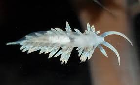 Image result for Bergia salaria