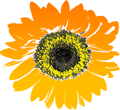 Giant yellow sunflower with golden yellow petals and an orange center, growing on a thick green stalk in a garden #17047 by leo blanchette. Free Photo Sunflower Flower Orange Yellow Max Pixel