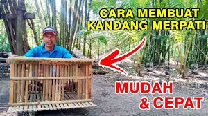 Berikut cara memilih indukan berkualitas: Cara Membuat Kandang Merpati Sederhana Youtube