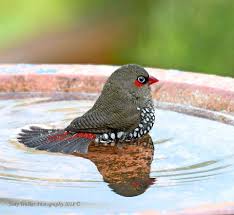 Herramientas para cuidar el planeta —isla— que somos. Red Eared Firetail Stagonopleura Oculata In Australia By Judy Walker Beautiful Birds Animals Beautiful Pet Birds