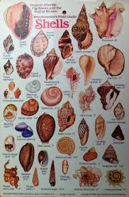 Image Result For Shell Identification Chart Pacific Coast