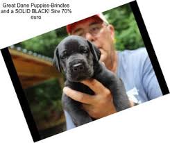 Join millions of people using oodle to find puppies for adoption, dog and puppy listings, and other pets adoption. Dlkhkbld4uj5om