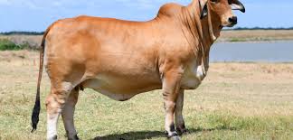 Brangus cattle are a mix of angus and brahman cattle. Why Brahman Cattle Moreno Ranches