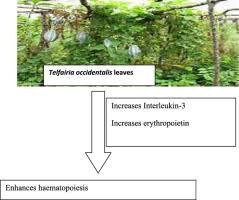 Image result for Telfairia occidentalis
