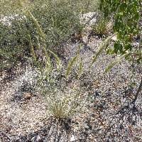 Image result for Enneapogon cenchroides