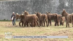 Poitevin veya poitou eşek olarak da adlandırılan baudet du poitou , bir fransız cinsi eşektir. Animaux Le Baudet Du Poitou Un Ane Au Poil Youtube
