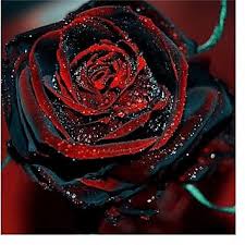 Discover (and save!) your own pins on pinterest Buy Attractive Bonsai Red Black Rose Plant Seeds Online Get 58 Off