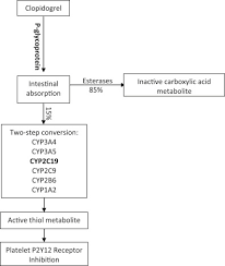 Clopidogrel An Overview Sciencedirect Topics