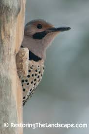 Image result for Colaptes auratus