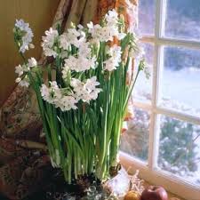 Forced Paperwhites To Brighten A Dreary Day Fresh Flowers Arrangements Paperwhites Planting Bulbs