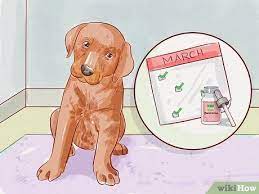 Some dewormers paralyse and kill the worms, which may be visible in your dog's faeces after the treatment has started to work. How To Deworm A Puppy 13 Steps With Pictures Wikihow