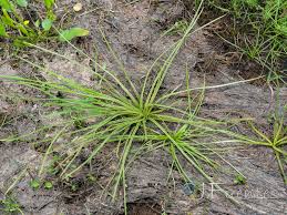 Image result for Isoetes welwitschii