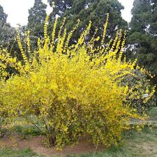 There are about 11 species, mostly native to eastern asia, but one native to southeastern europe. Forsythia Suspensa Dummer Garden Manage Gfinger Es La App De Jardineria Mas Profesional