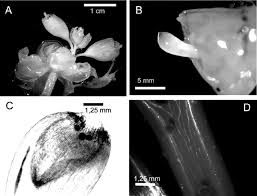 Image result for Pomaria lactea