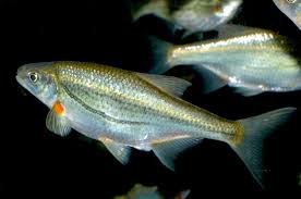 Image result for Sonchus bipontini