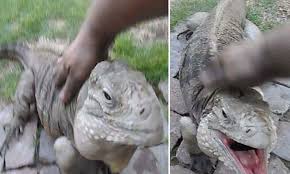Tt is also known as the cuban ground iguana. Man S Best Friend Iguana Thinks It S A Dog Enjoys Being Patted And Comes When You Call Its Name Daily Mail Online