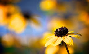 Blog ini tentang kecantikan dan kehidupan. Page 3 Cool Yellow Hd Wallpapers Free Download Wallpaperbetter