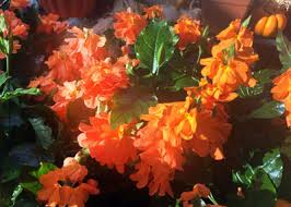Image result for Crossandra