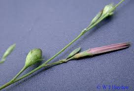 Image result for Schwenckia