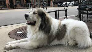In fact, these dogs are said to be about the same size as the european grey wolf! Meet Jasper The Great Pyrenees Turning Heads In Ann Arbor