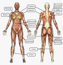 There are approximately 640 skeletal muscles within the typical human, and almost every muscle constitutes one part of a pair of identical bilateral muscles, found on both sides, resulting in approximately 320 pairs of muscles, as presented in this article. 11 Know Your Body Ideas Muscle Muscle Anatomy Yoga Anatomy