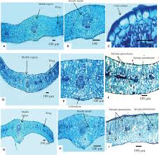 Image result for Lycium villosum