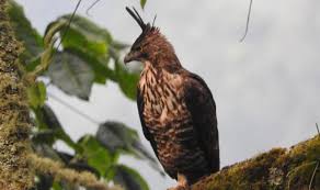 Makanan burung elang dan cara memeliharanya bagi pemula. 4 Makanan Utama Burung Elang Yang Banyak Nutrisi Pintarpet