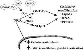 Maybe you would like to learn more about one of these? Obesity Aerobic Exercise And Vascular Disease The Role Of Oxidant Stress Fenster 2002 Obesity Research Wiley Online Library
