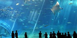 L'aquarium de paris propose 43 grands bassins avec différentes. 4 Superbes Aquariums Pour Des Balades Sous Marines