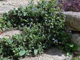 Image result for Vigna pygmaea