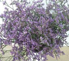 Limonium Caspium Spangle 1 000 Seeds Dried Flowers Seeds Plants