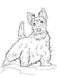 You can print or color them online at getdrawings.com for absolutely free. Scottish Terrier Coloring Page From Dogs Category Select From 25887 Printable Crafts Of Cartoons Nature Anima Dog Drawing Dog Coloring Page Scottish Terrier