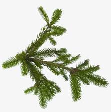 Branch png olive branch png christmas tree vector png christmas tree clip art png christmas tree png tree trunk png. Christmas Tree Branch Aljanh Pine Tree Branch Png Free Transparent Png Download Pngkey